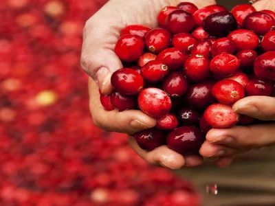 Cranberry nedir, nasıl tüketilir? Bin bir derde deva olan turna yemişi faydaları şaşırttı!