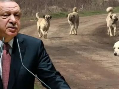 Cumhurbaşkanı Erdoğan'dan başıboş köpeklerle ilgili çarpıcı açıklama!
