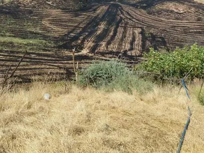 Siirt'te anız yangını meyve bahçesine sıçradı: 100 ağaç zarar gördü