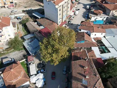 1884'te dikilen çınar, Pazar'ın tarihine damga vurdu