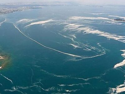 Deniz Salyası Av Yasağı Getirmeli mi Tartışması Yarattı