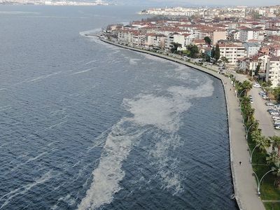 Deniz Salyası Krizini Fırsata Çevirecekler