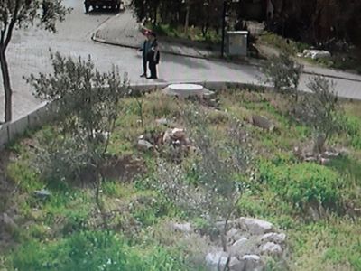 Denizli'de başıboş 5 köpek 9 yaşındaki küçük çocuğu hedef aldı: Ölü taklidi yaparak kurtuldu!