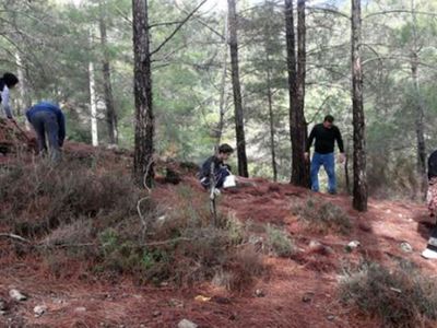 Denizli'de Çıntar Mantarı Çılgınlığı! Pazar Fiyatını Duyan Toplamaya Koşuyor