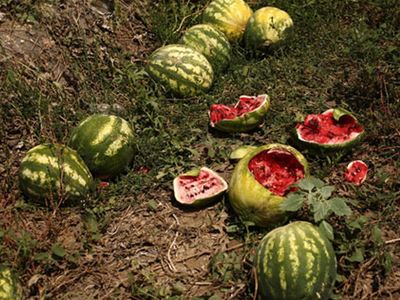 Derece 54’ü gösterdi: Tarladaki hasat kurudu