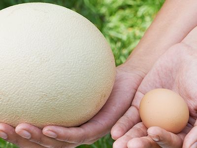 Devekuşu Yumurtası Nedir, Nasıl Kullanılır?