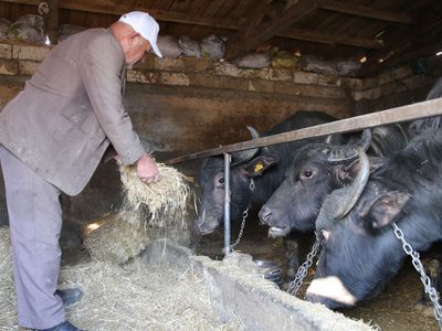 Devlet desteğiyle manda yetiştirmeye başlayan çiftçi, şimdi de sürüsünü artırmak istiyor!
