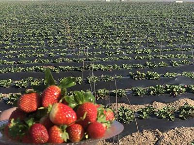 Devletin Yardımı İle Suyla Buluşan Topraklar Ülkemize İstihdam Sağladı