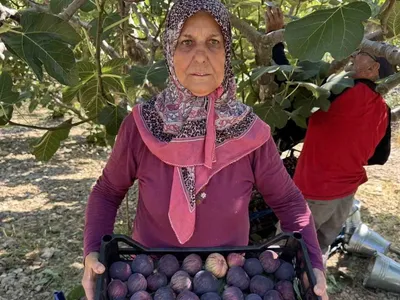 Antalya'da incir hasadı gecikti, kalite yükseldi ama rekolte düştü