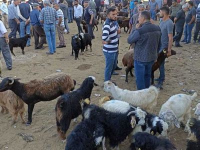 Dinen kurban olarak kesilmesi kabul edilmiş hayvan türleri hangileridir? Büyükbaş ve küçükbaş kurbanlık hayvanlar
