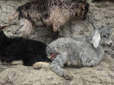 Diyarbakır’da Köpekler 20 Keçiyi Telef Etti