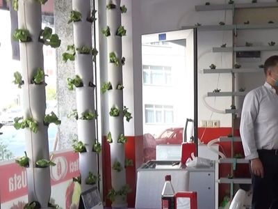 Dükkanının Duvarında Marul Yetiştiriyor, Müşteriler Dekor Sanıyor