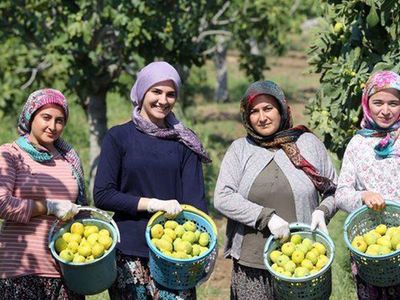 Dünyaca Ünlü Aydın İncirinde Hasat Başladı!