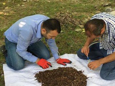 Dünyada Sadece Kahramanmaraş'da Yaşıyor! Yeni Keşfedilen Örümceğe 'Turkocranum' Adı Verildi