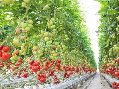Dünyanın en büyük sera topluluğu hazır: Yıllık 250 bin ton sebze üretilecek