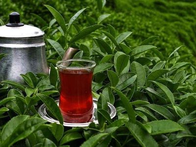 Dünyanın sofralarında, Tavşan kanı Türk çayları yudumlanıyor!