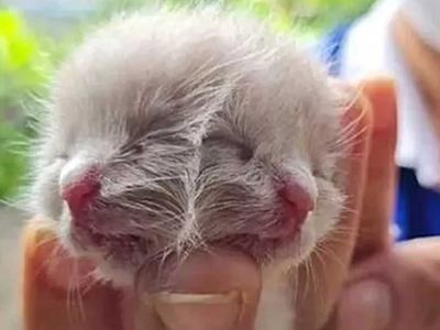 Dünyayı şaşkına çeviren iki yüzlü kedi! Üzücü haber geldi