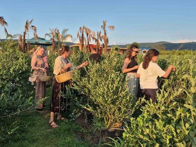 Düzce'de yaban mersini bahçesi ziyaretçi akınına uğradı