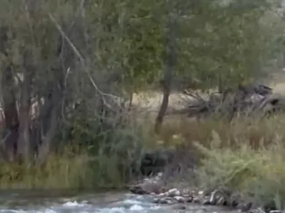 Tunceli'de yaban domuzu akıntıya meydan okudu