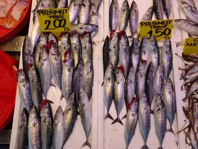 Palamut sezonunda umutlar yükseliyor: 'Bu sene bereketli geçecek'