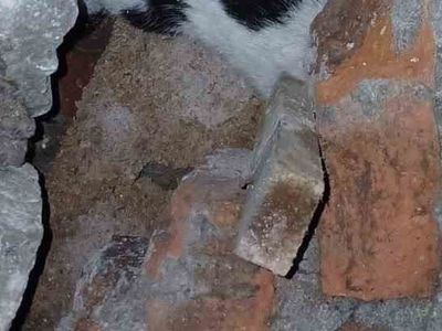 Zonguldak'ta enkazdan kurtarılan kedi hayata döndü