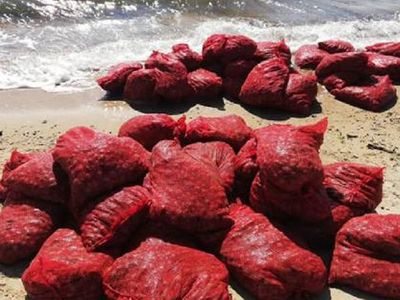 Edirne'de 875 Kilo Kum Midyesi Ele Geçirildi