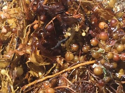 Ege Denizi'nde Görülmeye Başlanan Sargassum Nedir?
