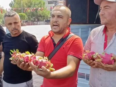 Ejder Meyvesi Üreticisinin Dramı: Aracıya Sinirlendi Vatandaşa Dağıttı!