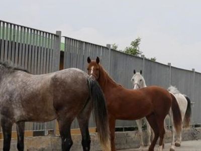 Ekrem İmamoğlu’ndan Adalar'daki At İddialarına Yalanlama Geldi