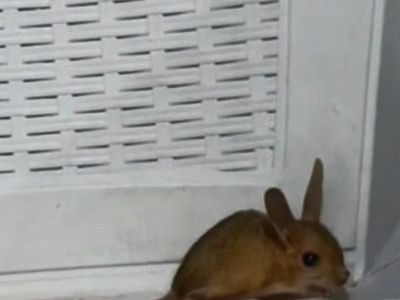 Elazığ’da nesli tehdit altında olan Arap tavşanı görüldü