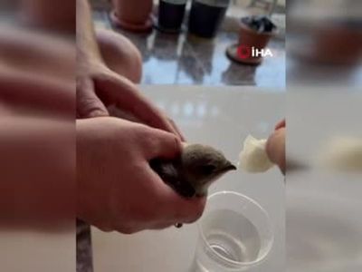 Elazığ'da vatandaş sıcaktan bitkin düşen ebabil kuşuna su verdi