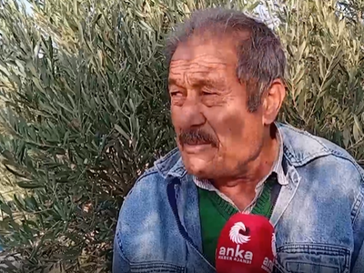 Emeklilerin geçim kapısı: Zeytincilik!