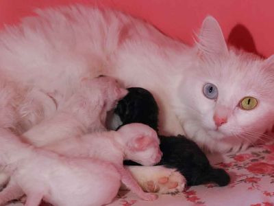 En güzel Van kedisi seçilen Mia anne oldu: Siyah yavrusunu gören ziyaretçiler şaşırıyor!