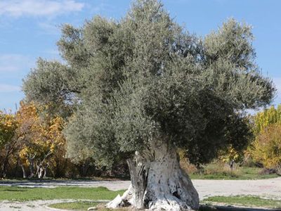 Enerji ve Tabii Kaynaklar Bakanlığı, maden sahalarında bulunan zeytin ağaçlarının kesilmeyip taşınacağını belirtti