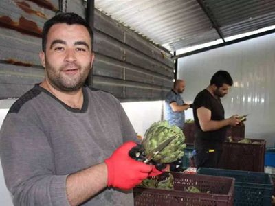 Enginar soymak Türkiye'de önemli bir iş kapısı haline geldi: Aylık 30 bin TL Kazandırıyor!