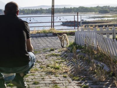 Erciş'te Polis Lokalinde Tilki Ziyareti