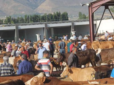Erzincan kurbanlık fiyatları ne kadar? 2022 Erzincan büyükbaş, küçükbaş kurbanlık hisse fiyatları