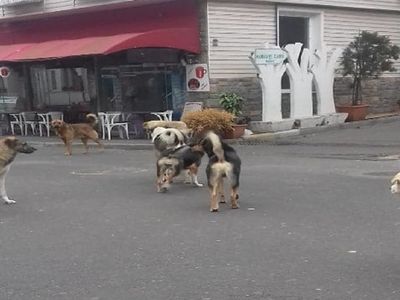 Erzincan'da Korku Dolu Anlar: Ekmek Almaya Giderken Saldırıya Maruz Kaldı!