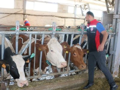 Erzincan'da Şap Hastalığına Karşı Aşılamalar Yoğunlaşmakta