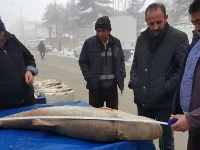 Erzincan'dan Yakalanan Devasa Turna Balığı Görenleri Şaşkına Çevirdi!