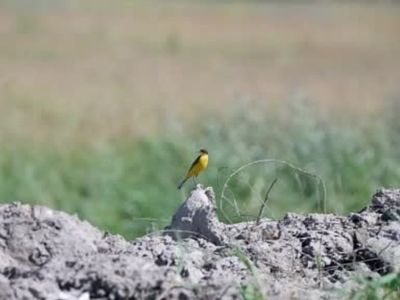 Erzurum ovasında göçmen kuşlar renkli görüntüler oluşturuyor