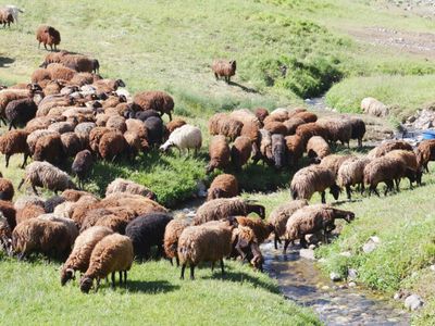 Erzurum'da 7 Bin Lira Maaşa Çalışacak Çoban Yok