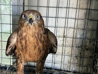 Erzurum'da Bulunan Kızıl Şahin Doğaya Salındı