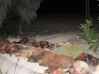 Erzurum'da Otomobil Sürünün Arasına Daldı: 40 Koyun Telef Oldu