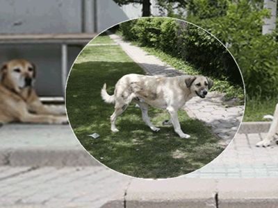 Eskişehir’de sahipsiz köpek tedirginliği: Vatandaşlar sokağa çıkarken korku içinde kalıyor