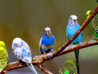 Evcil kuşlar hangileridir? Evde beslenecek kafes kuş türleri ve isimleri