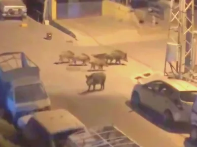 Marmaris’te gece yarısı yaban domuzlarıyla kovalamaca yaşandı