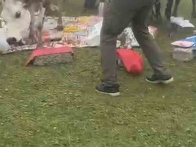 Rize’de piknikte büyükbaş hayvanların tatlı kavgası