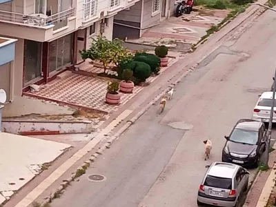 Samsun'un Atakum ilçesinde başıboş köpeklerin tehditi artıyor