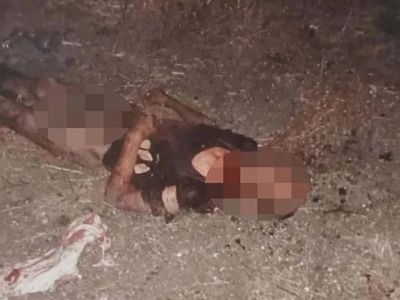Fatih’te korkunç olay: Sokak köpekleri 1 kişiyi parçaladı